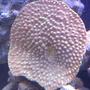 corals inverts - montipora verrucosa - montipora coral, dimpled encrusting stocking in 72 gallons tank - Yellow sps
