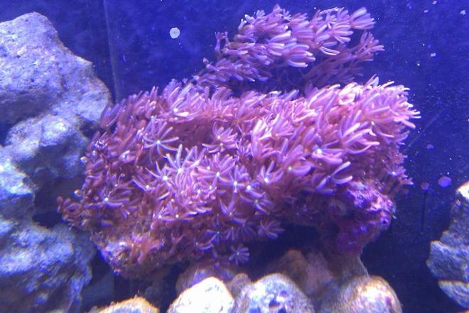 corals inverts - tubipora musica - pipe organ coral stocking in 72 gallons tank - Red Daisies