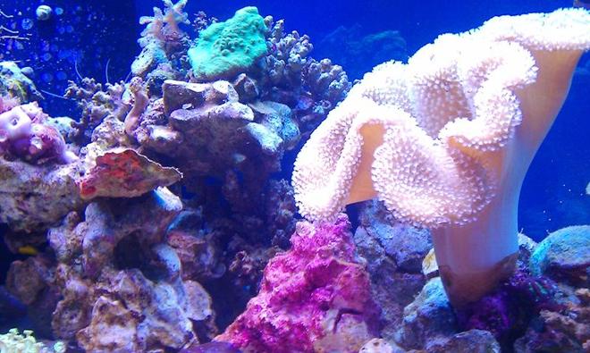 corals inverts - sarcophyton sp. - toadstool mushroom leather coral stocking in 72 gallons tank - Giant Toadstool