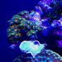 corals inverts - zoanthus sp. - colony polyp, orange/green stocking in 72 gallons tank - Orange Zo's with a piece of leather