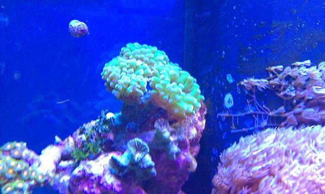 corals inverts - euphyllia paradivisa - frogspawn coral stocking in 72 gallons tank - Frog spawn?