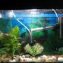 10 gallons planted tank (mostly live plants and fish) - Plants : Amazon Sword , Anachronis Fish : Mollies, Platy, Sword Tail, Rasbora and Male Betta