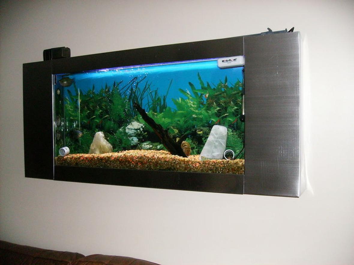 15 gallons freshwater fish tank (mostly fish and non-living decorations) - My wall tank