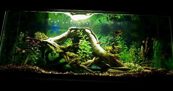 30 gallons freshwater fish tank (mostly fish and non-living decorations) - 30 gallon long.... non-living decor