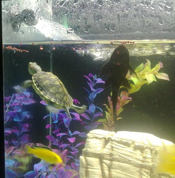 corals inverts - trachemys scripta scripta - yellow belly slider turtle stocking in 35 gallons tank - red eared slider