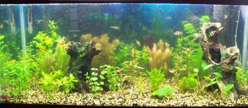 Rated #126: 75 Gallons Planted Tank - 75 gallon planted aquarium