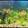 75 gallons planted tank (mostly live plants and fish) - 75 gallon planted aquarium