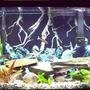 46 gallons freshwater fish tank (mostly fish and non-living decorations) - 55 gallon Tanganyika Community Tank