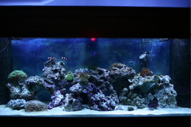 150 gallons reef tank (mostly live coral and fish) - not done yet