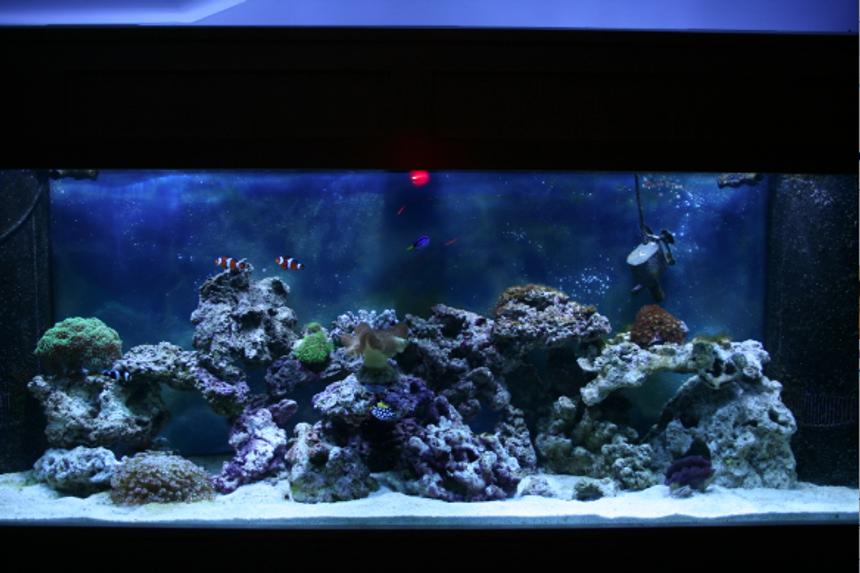 Rated #78: 150 Gallons Reef Tank - not done yet