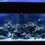 150 gallons reef tank (mostly live coral and fish) - not done yet