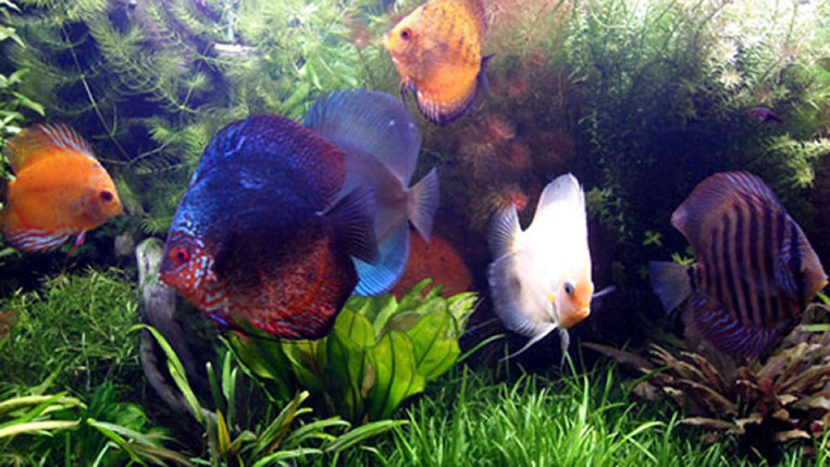 freshwater fish - symphysodon aequifasciata - green discus stocking in 75 gallons tank - Some of my oldest kids!