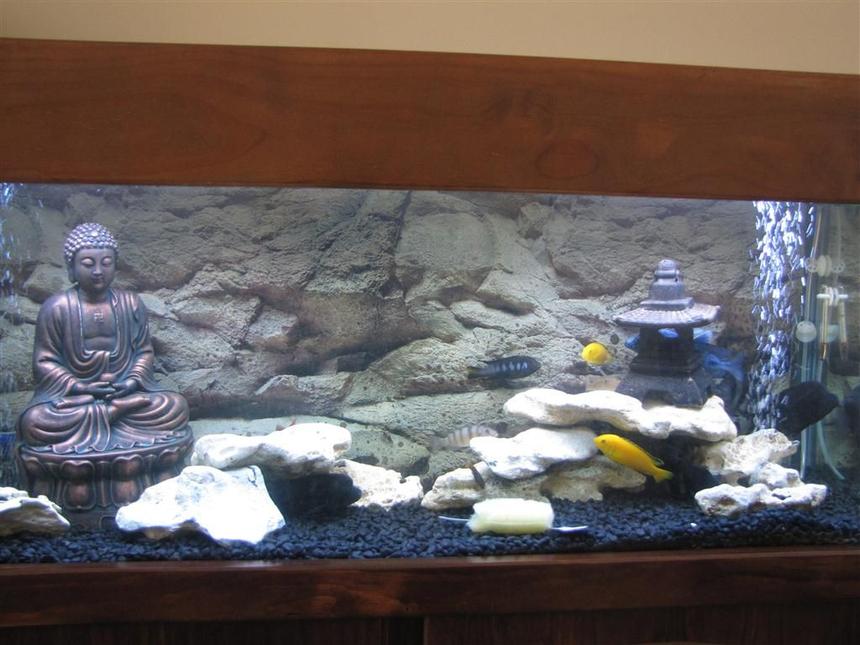Rated #143: 50 Gallons Freshwater Fish Tank - African Tank