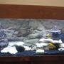 50 gallons freshwater fish tank (mostly fish and non-living decorations) - African Tank