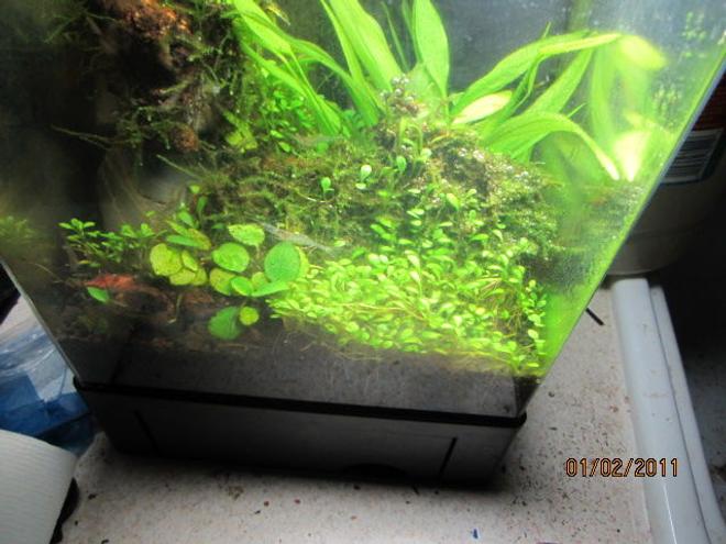 135 gallons planted tank (mostly live plants and fish) - 1.5