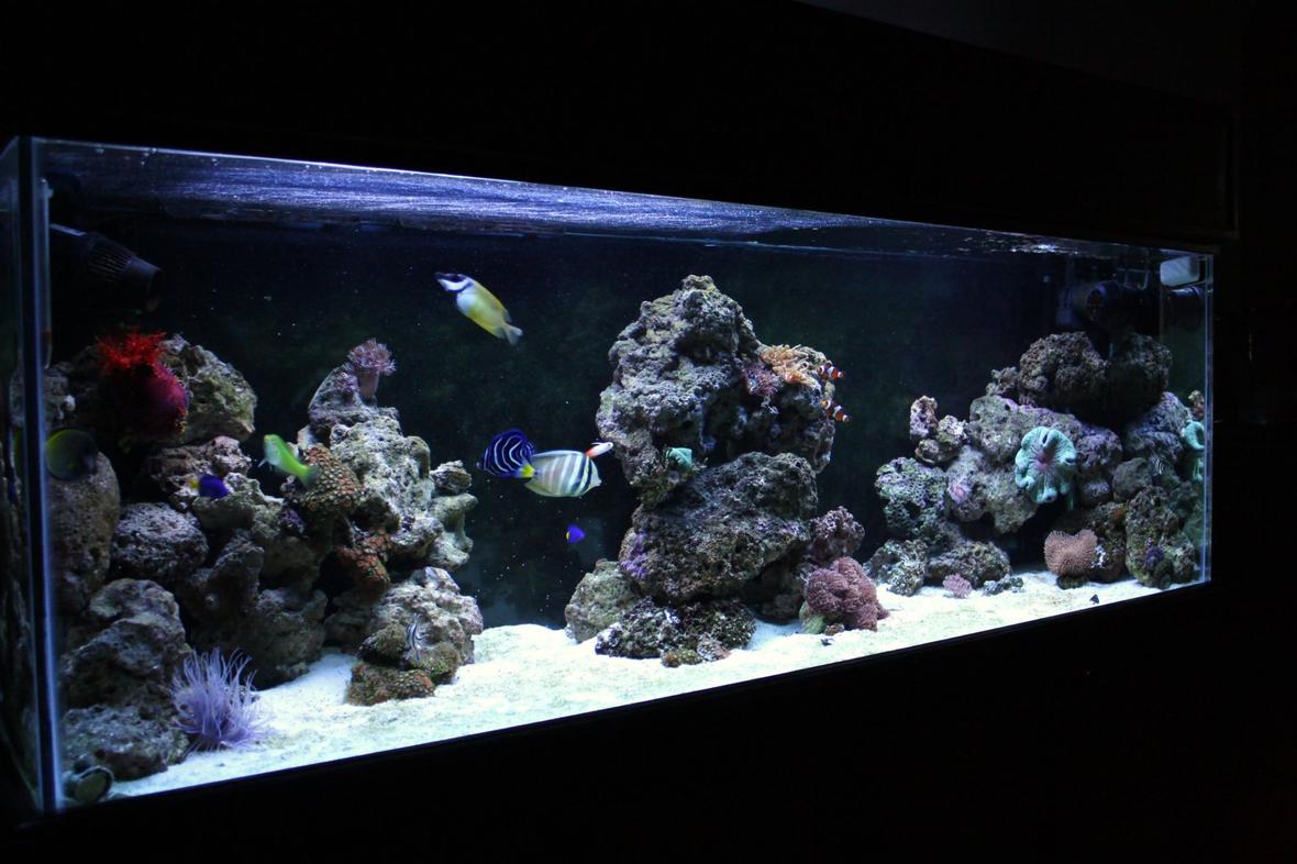 90 gallons reef tank (mostly live coral and fish) - 90 Gallon