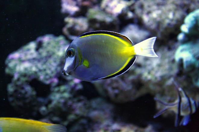 saltwater fish - naso lituratus - naso tang stocking in 90 gallons tank - Tang