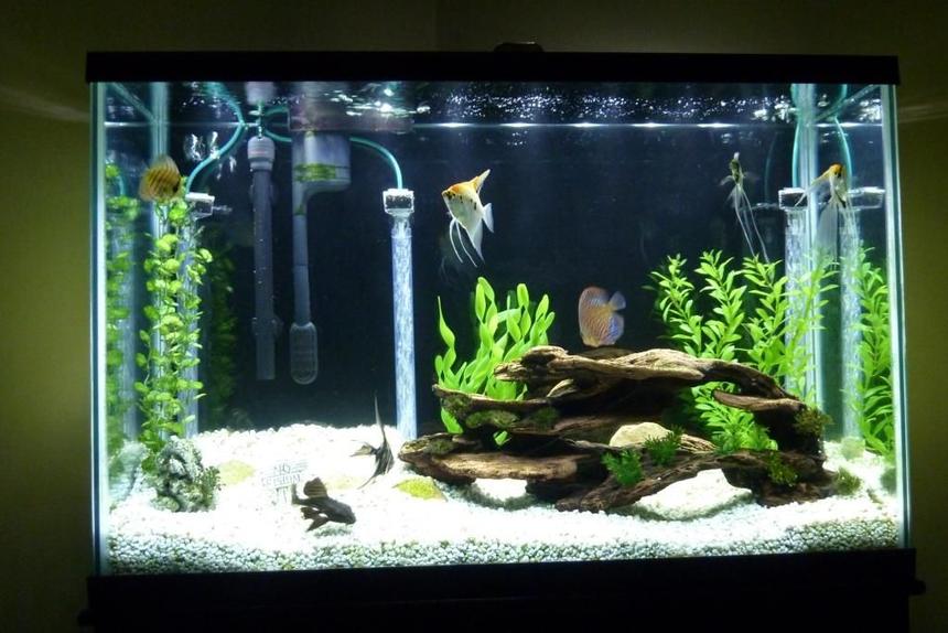 Rated #76: 45 Gallons Freshwater Fish Tank - 45 gal freshwater.  4 Angels, 2 Discus, 2 Rams, 1 Pleco. Marineland LED light.  Under-gravel and power filters.