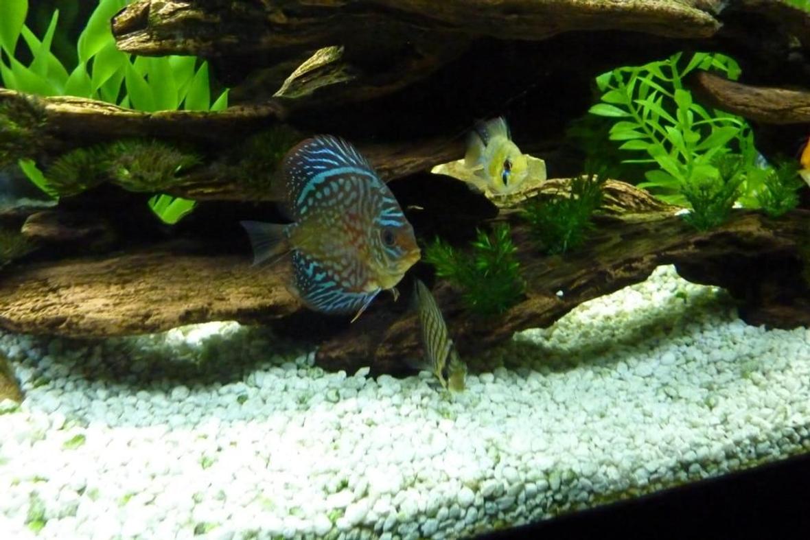 freshwater fish - symphysodon sp. - pigeon blood discus stocking in 45 gallons tank
