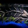 fish tank picture - Close up of fishbone background