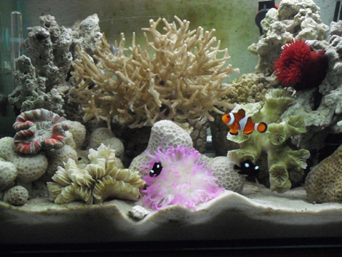 5 gallons reef tank (mostly live coral and fish) - My aquaruim after arrange rocks