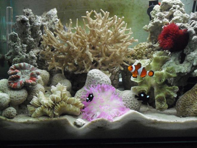 5 gallons reef tank (mostly live coral and fish) - My aquaruim after arrange rocks