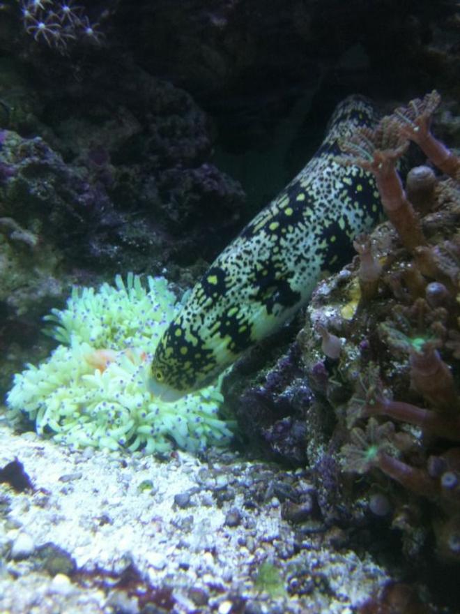 saltwater fish - echidna nebulosa - snowflake eel stocking in 75 gallons tank - My eel trying to steal dinner from my sebae anemone
