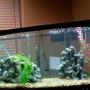 75 gallons freshwater fish tank (mostly fish and non-living decorations) - newest photo...not a great one though.