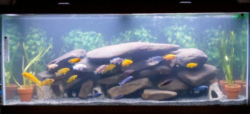 Rated #98: 75 Gallons Freshwater Fish Tank - mbuna aquarium