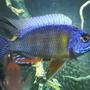 freshwater fish - protomelas steveni - taiwan reef stocking in 54 gallons tank - Taiwan Reef