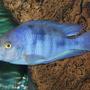 freshwater fish - cyrtocara moorii - blue dolphin cichlid stocking in 54 gallons tank - Dolphin Head