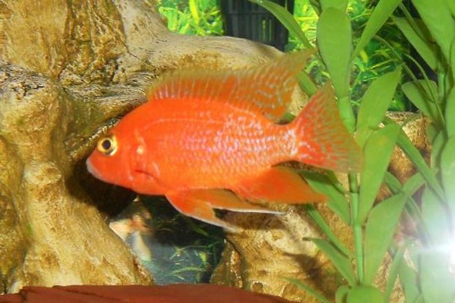 freshwater fish - aulonocara sp. - dragon blood peacock stocking in 54 gallons tank - Dragon Blood Peacock maybe?