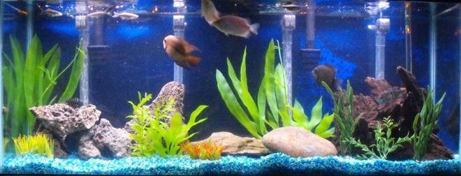 55 gallons freshwater fish tank (mostly fish and non-living decorations) - My new world cichlid tank.