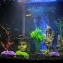 37 gallons freshwater fish tank (mostly fish and non-living decorations) - My Aquarium, 2 Pleco's, 5 neons, 4 gourmies