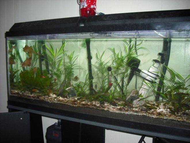 55 gallons planted tank (mostly live plants and fish) - 55 gallon planted tank