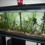 55 gallons planted tank (mostly live plants and fish) - 55 gallon planted tank