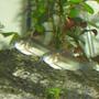 freshwater fish - brochis splendens - emerald green cory cat stocking in 55 gallons tank - Cory Cats