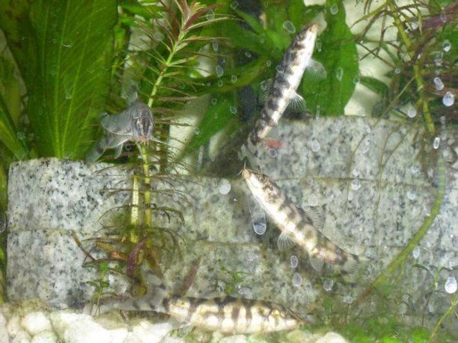 freshwater fish - botia lohachata - yoyo loach stocking in 55 gallons tank - Yoyo Loaches