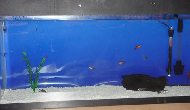 60 gallons freshwater fish tank (mostly fish and non-living decorations) - Master piece in progress