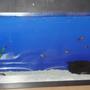 60 gallons freshwater fish tank (mostly fish and non-living decorations) - Master piece in progress