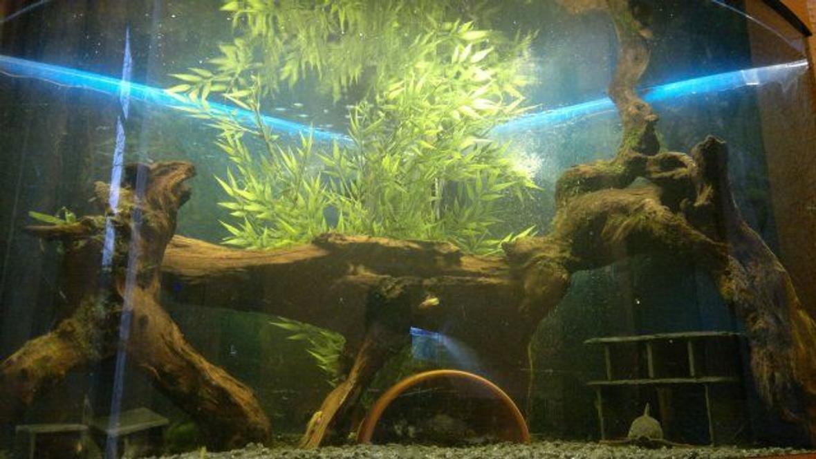 42 gallons freshwater fish tank (mostly fish and non-living decorations) - W.I.P