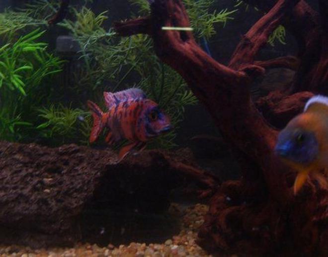 freshwater fish - aulonocara nyassae var. - peacock cichlid, orange blossom stocking in 120 gallons tank - My ob Peacock!
