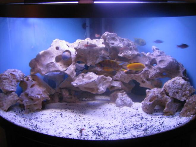 92 gallons freshwater fish tank (mostly fish and non-living decorations) - My 92 gallon Malawi cichlid tank