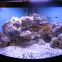 92 gallons freshwater fish tank (mostly fish and non-living decorations) - My 92 gallon Malawi cichlid tank