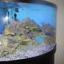fish tank picture - view from left side.
