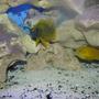 freshwater fish - labidochromis caeruleus - electric yellow cichlid stocking in 92 gallons tank - Yellow Lab & Lemon Jake