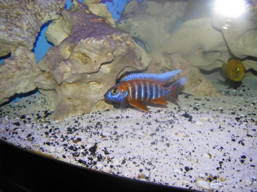 Rated #629: Freshwater Fish - Aulonocara Jacobfreibergi - Eureka Red Stocking In 92 Gallons Tank - red eureka