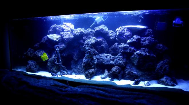 100 gallons saltwater fish tank (mostly fish, little/no live coral) - 100 gallon reef tank. corals consist of mushrooms, buttons, leathers, hammer corals, and some other that i am not sure of but are in there.