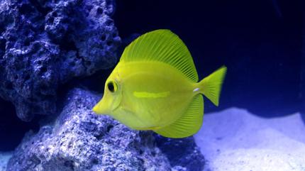 saltwater fish - zebrasoma flavescens - yellow tang - hawaii stocking in 100 gallons tank - habu