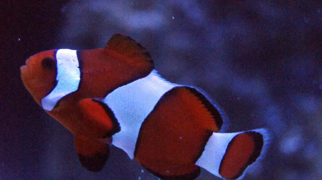 saltwater fish - amphiprion ocellaris - ocellaris clownfish stocking in 100 gallons tank - my clown "omen"